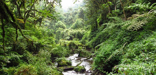 nyungwe-forest-2